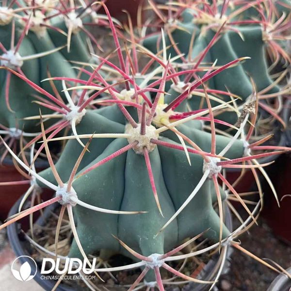 Gymnocalycium Jiang Shou Yu - Image 2