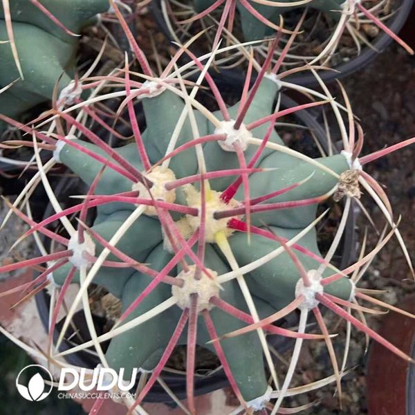 1756130207-1750321303-e203.jpg Gymnocalycium Jiang Shou Yu - Image 3
