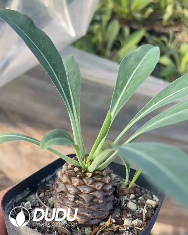 Euphorbia bupleurifolia - Image 1