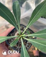 Euphorbia bupleurifolia - Image 2