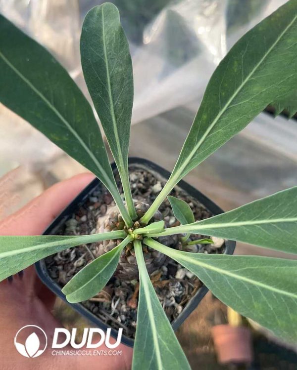 Euphorbia bupleurifolia - Image 2