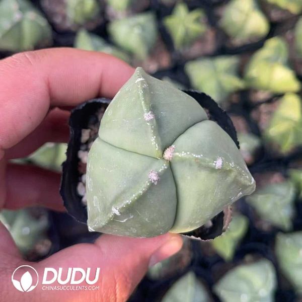 1756130212-1750321324-e201.jpg Triangles Astrophytum myriostigma - Image 1