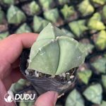 Triangles Astrophytum myriostigma - Image 2