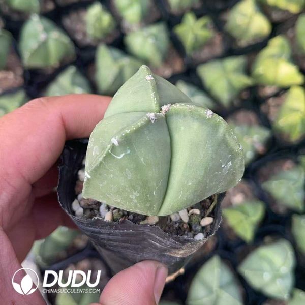 1756130214-1750321328-e202.jpg Triangles Astrophytum myriostigma - Image 2