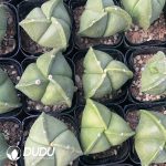 Triangles Astrophytum myriostigma - Image 3