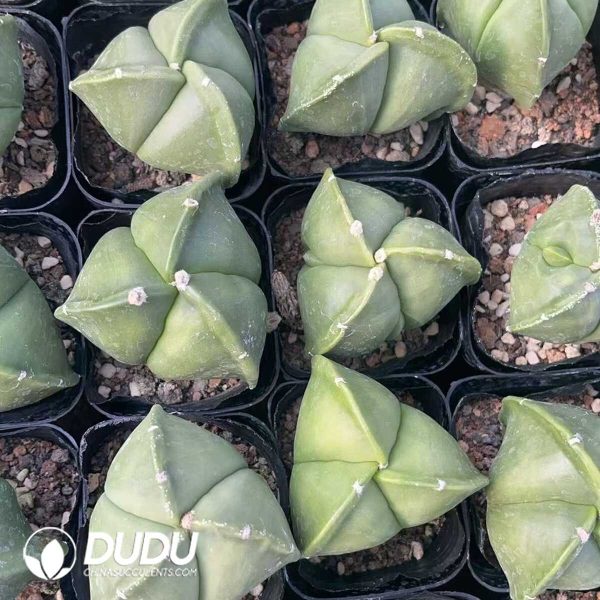 1756130216-1750321331-e203.jpg Triangles Astrophytum myriostigma - Image 3