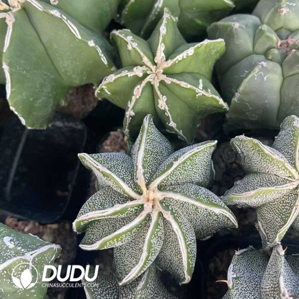 1756130220-1750321337-e202.jpg Astrophytum myriostigma with White Border - Image 2