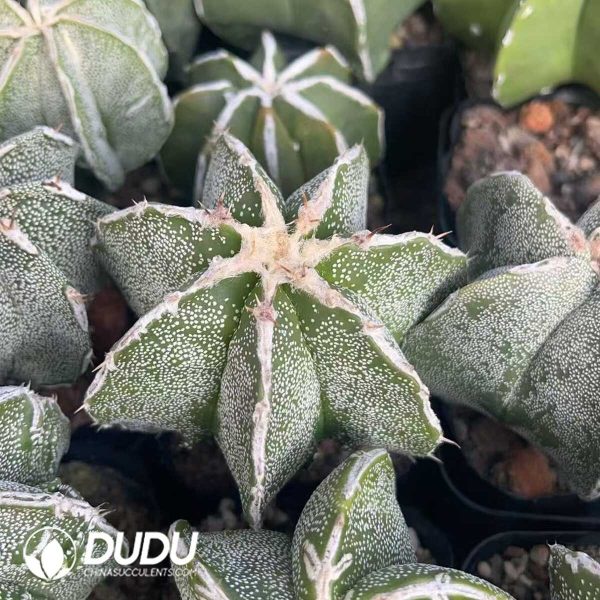 1756130222-1750321341-e203.jpg Astrophytum myriostigma with White Border - Image 3