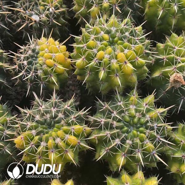 Notocactus The Lion King Variegated - Image 1