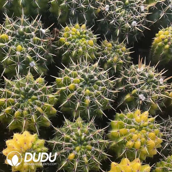 Notocactus The Lion King Variegated - Image 3