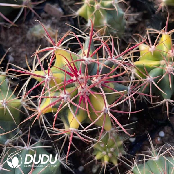 1756130228-1750321365-e201.jpg (Seed Grown)Ferocactus Red Crown Dragon Variegated Big - Image 1