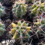 (Seed Grown)Ferocactus Red Crown Dragon Variegated Big - Image 2