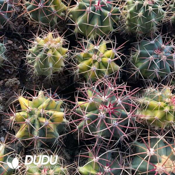 (Seed Grown)Ferocactus Red Crown Dragon Variegated Big - Image 3