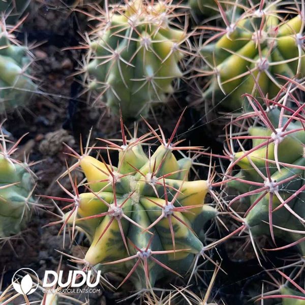 Ferocactus Red Crown Dragon Variegated Small - Image 2