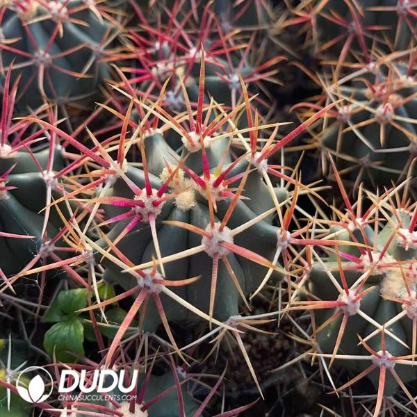 1756130238-1750321395-e202.jpg Ferocactus chrysacanthus - Image 2
