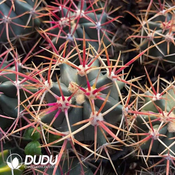 1756130240-1750321397-e203.jpg Ferocactus chrysacanthus - Image 3
