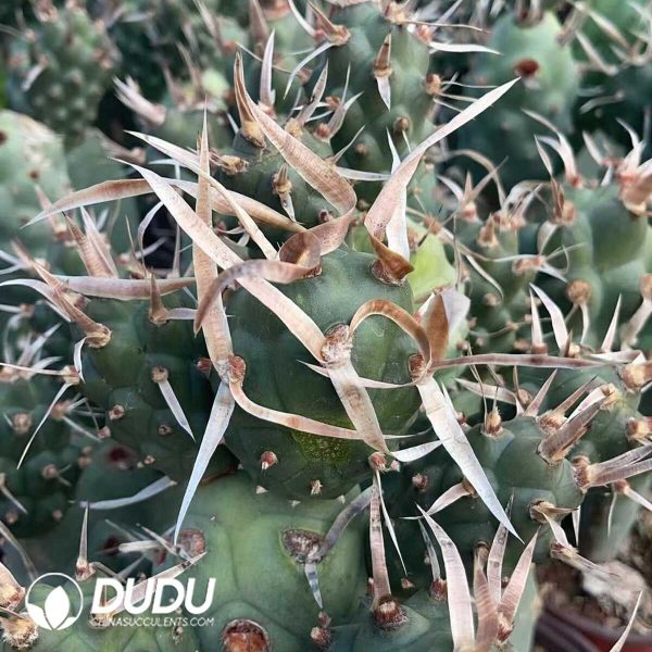 1756130241-1750321400-e201.jpg Tephrocactus articulatus var. diadematus - Image 1