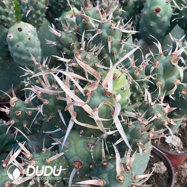 1756130243-1750321405-e202.jpg Tephrocactus articulatus var. diadematus - Image 2
