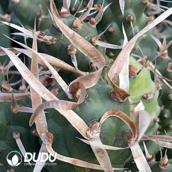 1756130244-1750321409-e203.jpg Tephrocactus articulatus var. diadematus - Image 3