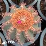 (Seed Grown)Melocactus Extra Large Melocactus azureus