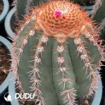 (Seed Grown)Melocactus Extra Large Melocactus azureus - Image 2