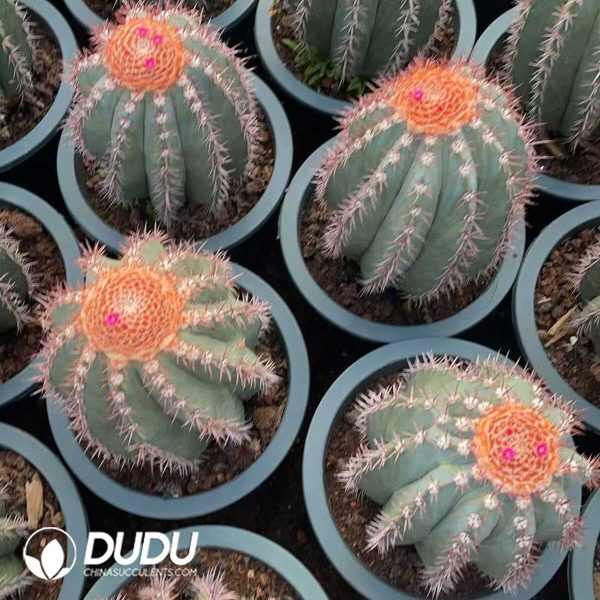 (Seed Grown)Melocactus Extra Large Melocactus azureus - Image 3