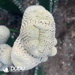 Euphorbia piscidermis Cristata Medium sticky wood