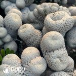 (Grafted)Euphorbia piscidermis Cristata Big sticky wood - Image 2