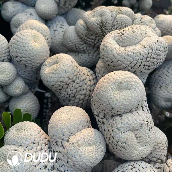 (Grafted)Euphorbia piscidermis Cristata Big sticky wood - Image 2