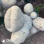 (Grafted)Euphorbia piscidermis Cristata Big sticky wood - Image 3