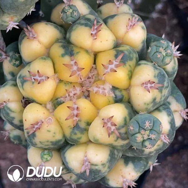 1756130267-1750321488-e201.jpg Coryphantha elephantidens Variegated Small sticky wood - Image 1