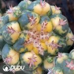 Coryphantha elephantidens Variegated Small sticky wood - Image 2