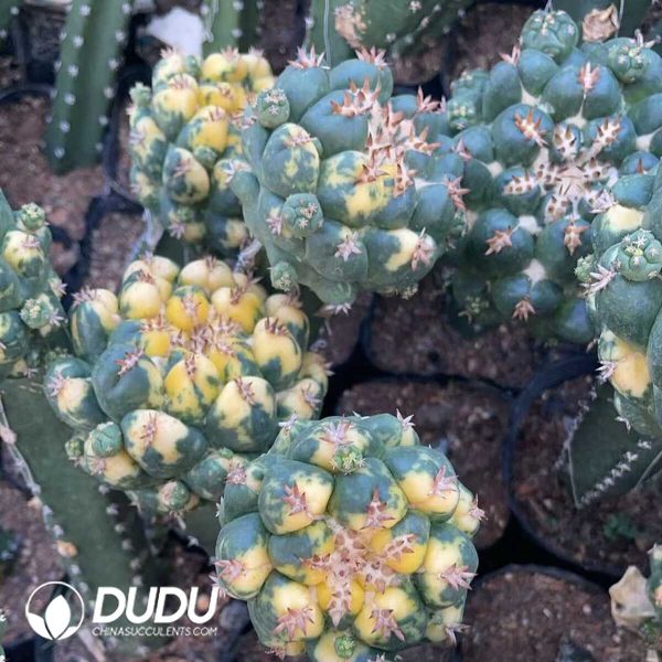 Coryphantha elephantidens Variegated Small sticky wood - Image 3