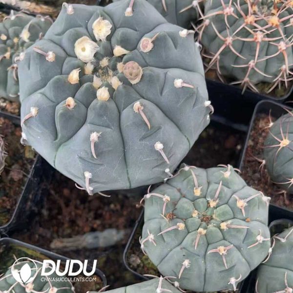 1756130278-1750322427-e203.jpg Cactus Mammillari - Image 3