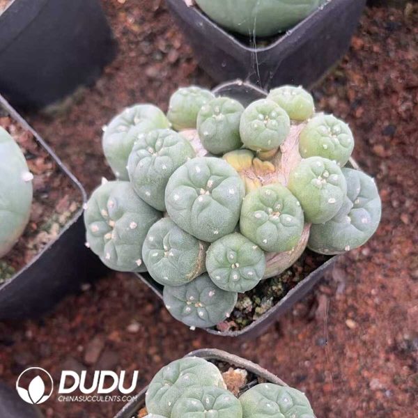 Cactus Mammillari Silver Crown Jade Clustering - Image 2