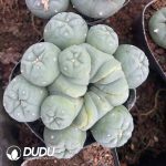 Cactus Mammillari Silver Crown Jade Clustering - Image 3