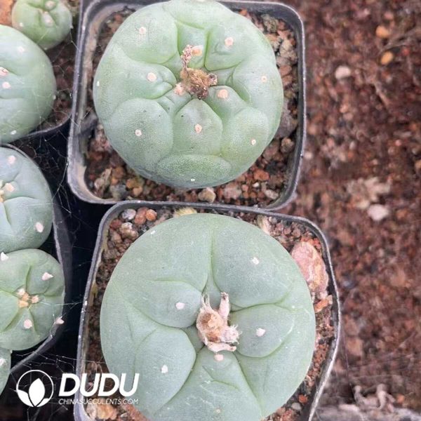 1756130286-1750322468-e202.jpg Cactus Mammillari Silver Crown Jade - Image 2