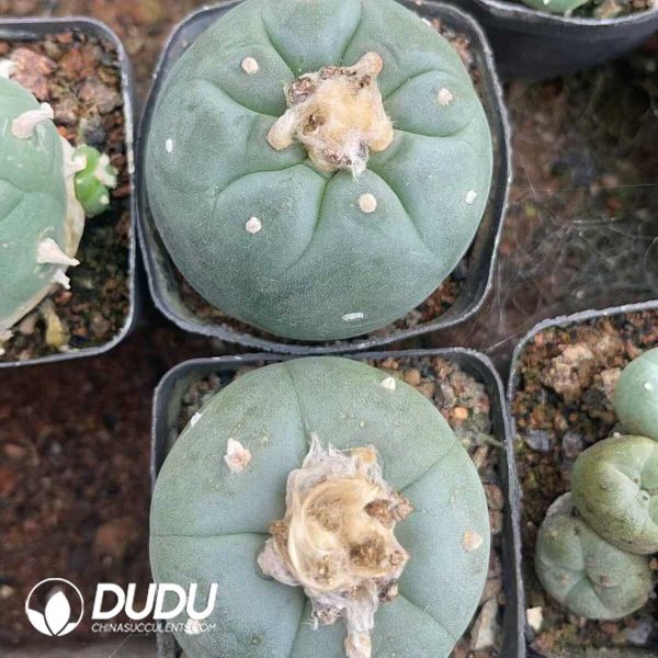 1756130287-1750322471-e203.jpg Cactus Mammillari Silver Crown Jade - Image 3