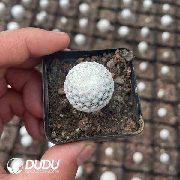 Cactus-Mammillaria herrerae - Image 1