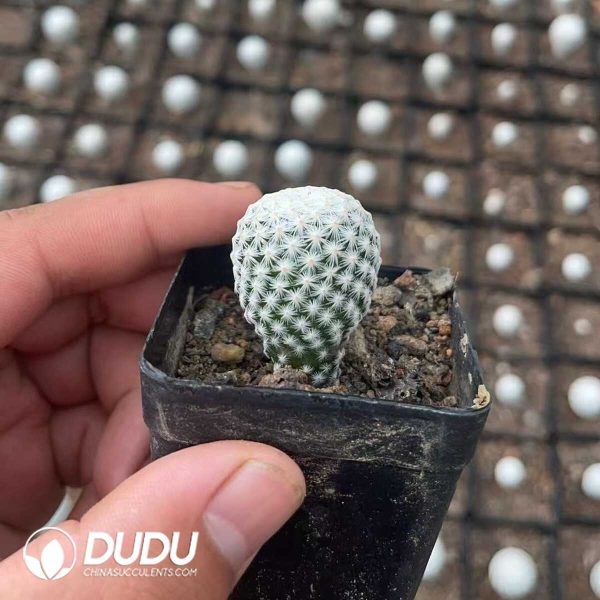 Cactus-Mammillaria herrerae - Image 2