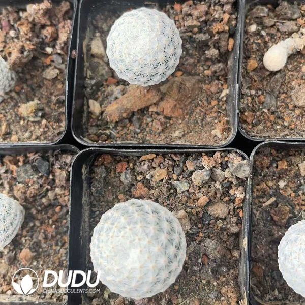 Cactus-Mammillaria herrerae - Image 3