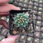 Cactus-Mammillaria Red flower jiaoli