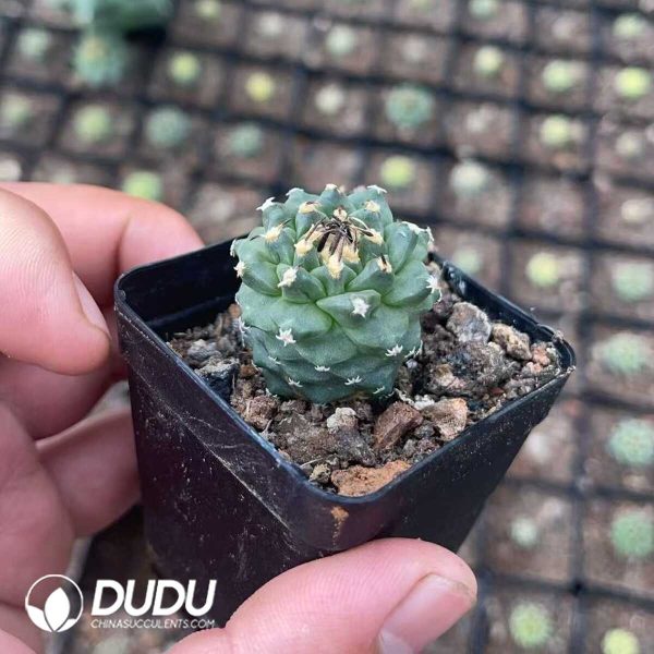 Cactus-Mammillaria Red flower jiaoli - Image 2