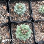 Cactus-Mammillaria Red flower jiaoli - Image 3