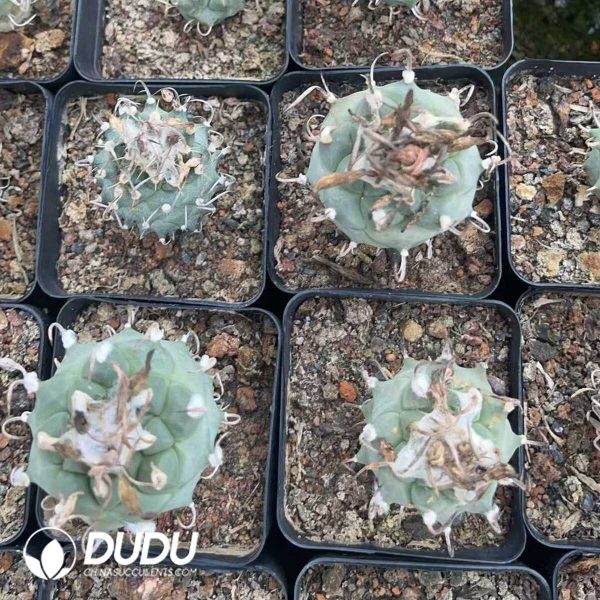 1756130300-1750322504-e203.jpg Cactus-Mammillaria Ordinary Jiaoli - Image 3