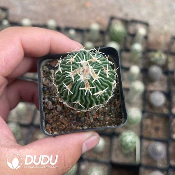 1756130306-1750322519-e201.jpg Cactus-Mammillaria Tachiarashi - Image 1