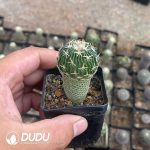 Cactus-Mammillaria Tachiarashi - Image 2