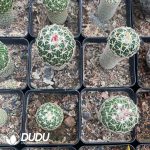 Cactus-Mammillaria Tachiarashi - Image 3