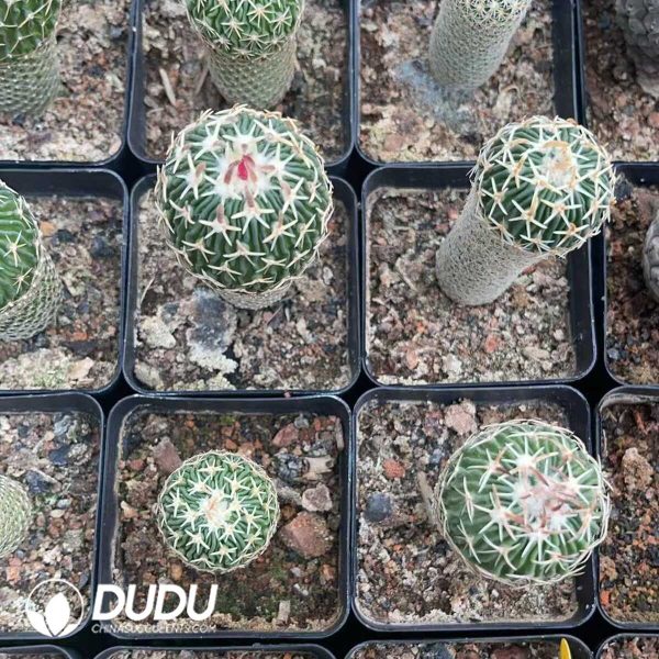 1756130309-1750322525-e203.jpg Cactus-Mammillaria Tachiarashi - Image 3