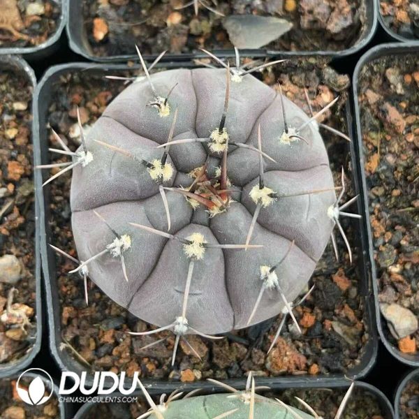 1756130311-1750322531-e201.jpg Cactus-Mammillaria Long thorn lead - Image 1